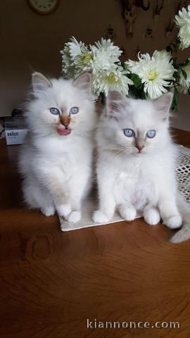 très beau chatons mâles de race Sacré de Birmanie 