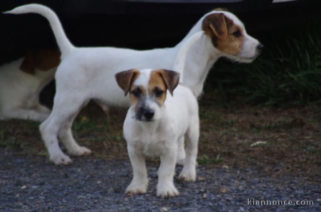 adorable chiot jack russell disponible