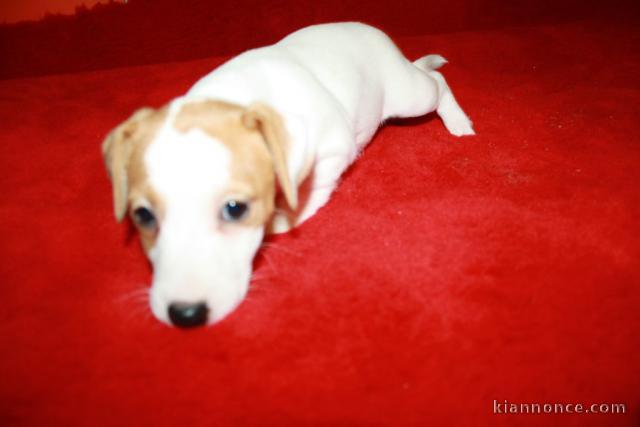 adorable chiot jack russell disponible