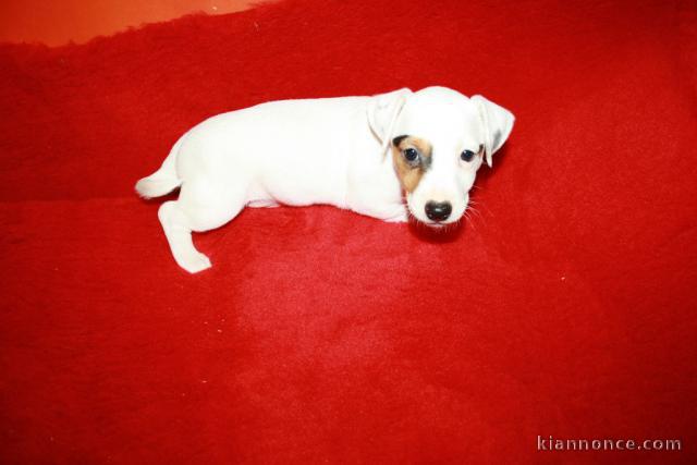 chiots jack russell disponible