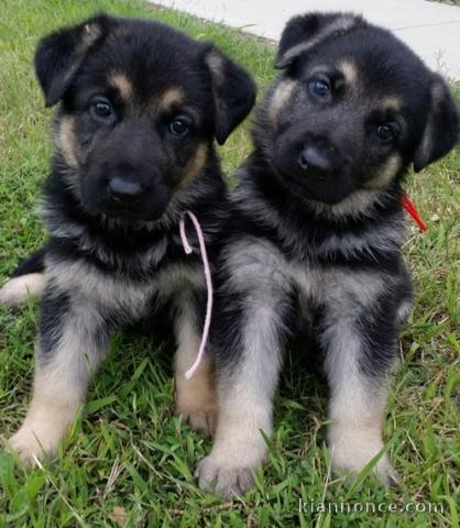 chiots berger allemagne pour bonne maman