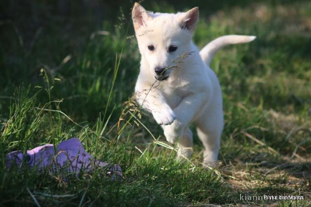 CHIOTS CANAAN DOGSTRES 3 MALES ET 2 FEMELES