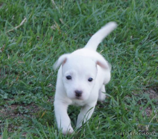 Chiot Jack Russell Terrier Femelle à donner