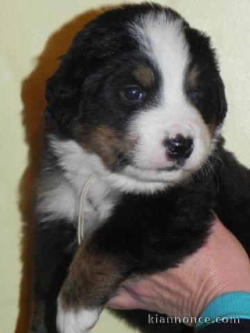 Magnifiques Chiots Bouvier Bernois Pure Race