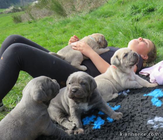 Superbes Chiots Cane Corso Pure Race