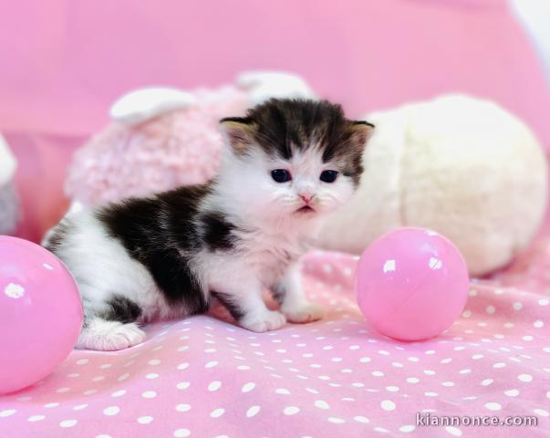 Chatons Scottish Fold