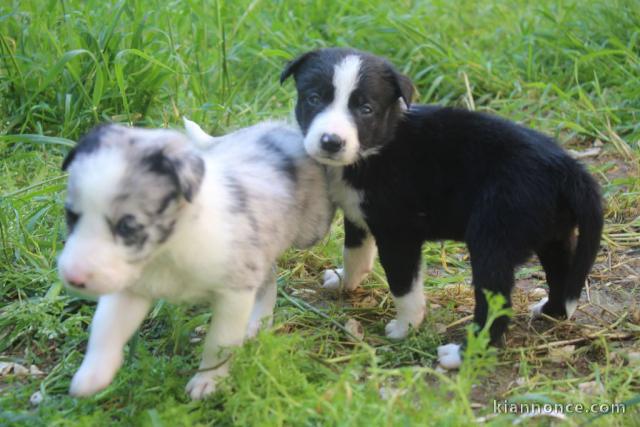 Chiots Border Collie Adorables