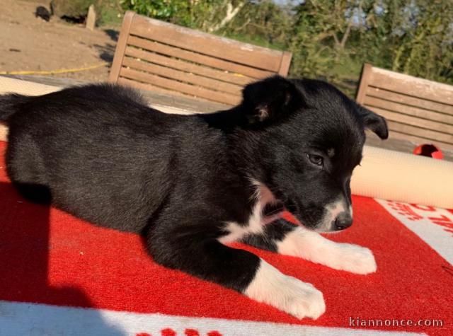 Chiot Border Collie l\