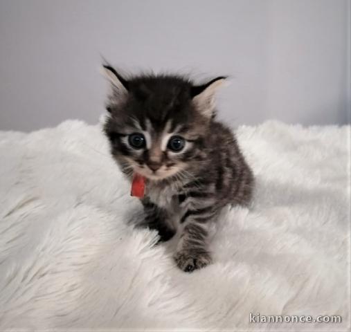 Chatons Sibérien a donner