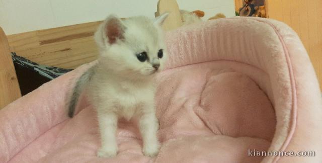 Chatons British Shorthair et Longhair a donner