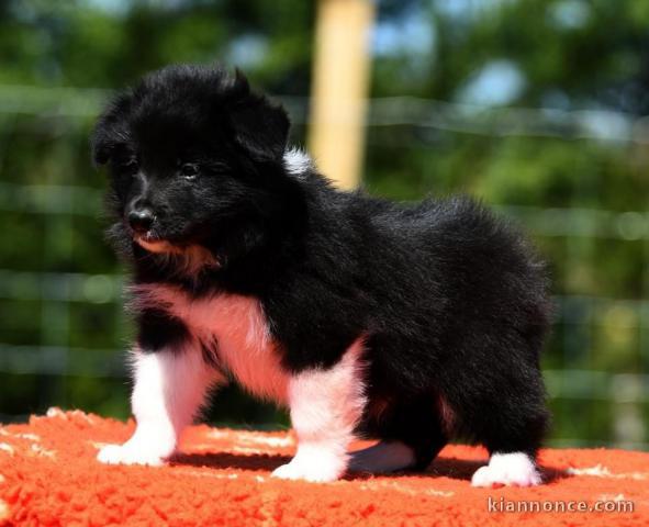 Chiots Border Collie sympa