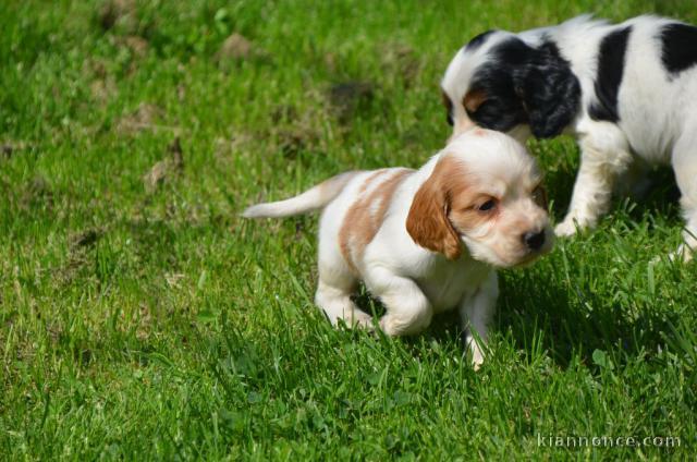 Chiots Cocker Spaniel Anglais