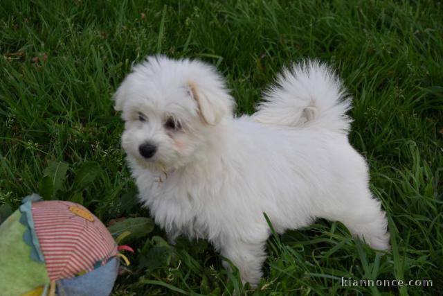 Chiot Coton de Tulear