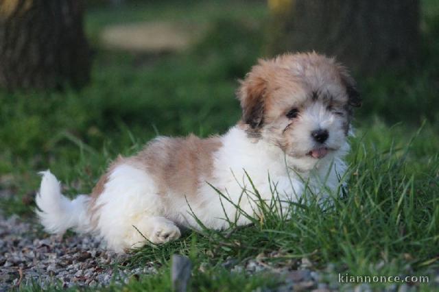 Chiots Coton de Tulear disponible