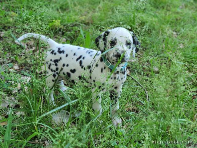 Chiots Dalmatien adorable