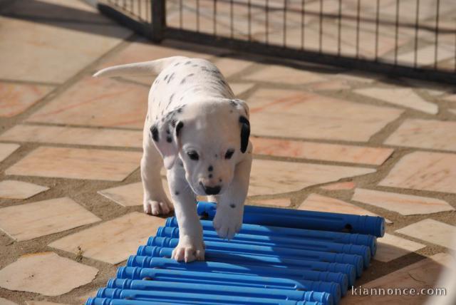 Chiot Dalmatien cadeau