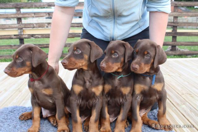 Chiot Dobermann adorable