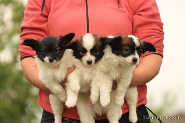 Chiots Epagneul nain Continental (Papillon)