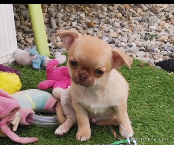 Incroyable chiot chihuahua