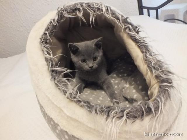 2 adorables chatons gris