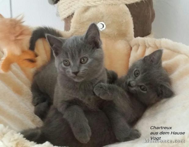 Deux chatons chartreux à adopter