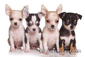 sublimes chiots  chihuahua