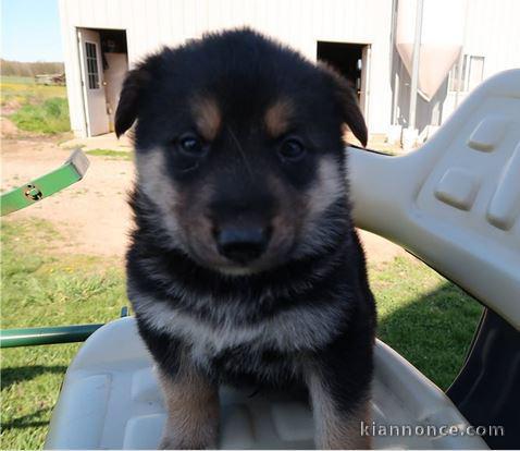 adorable berger allemand