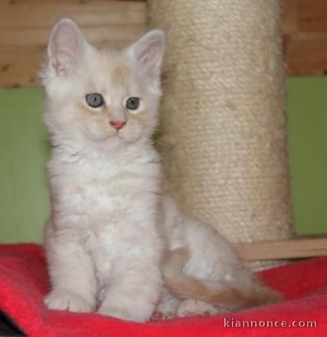 Chaton Maine Coon adorable