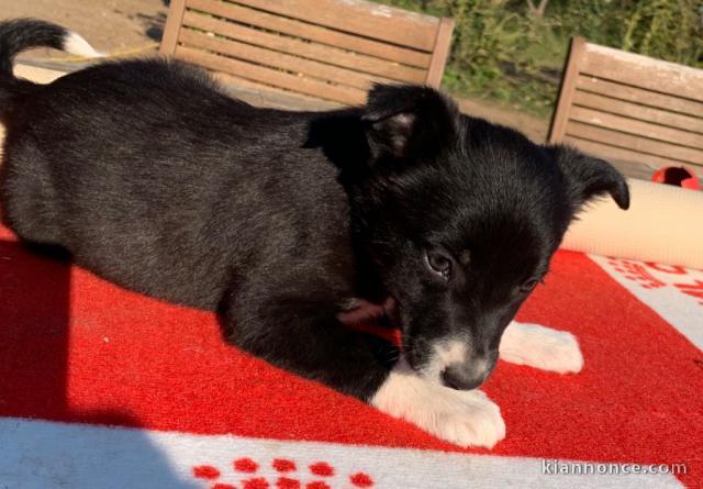 Chiots Border Collie Adorable