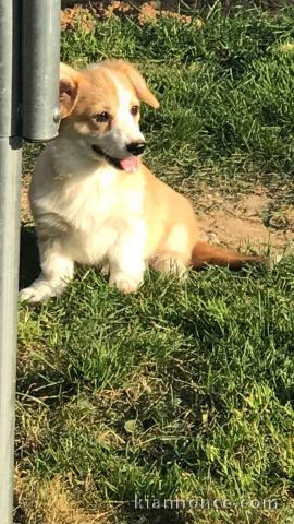 Chiot Welsh Corgi Pembroke