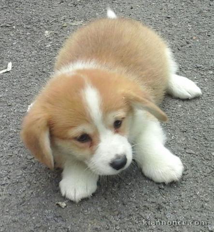 Chiots Welsh Corgi Pembroke