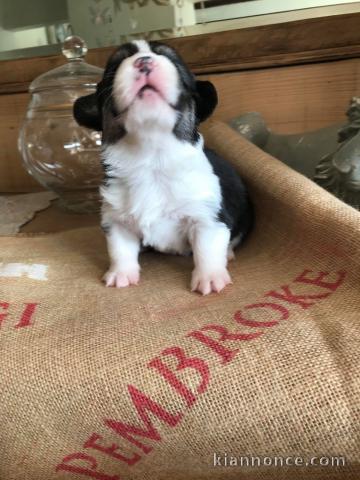 Chiot Welsh Corgi Pembroke adorable