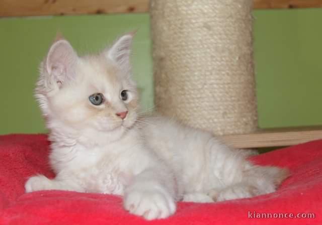 Chaton Maine Coon adorable