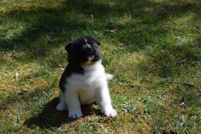 Chiots Akita americain