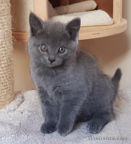 Chatons Chartreux age de 3 mois