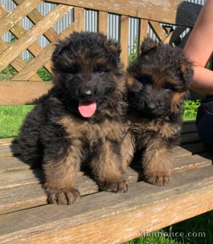 Chiots Berger Allemand Poil Long