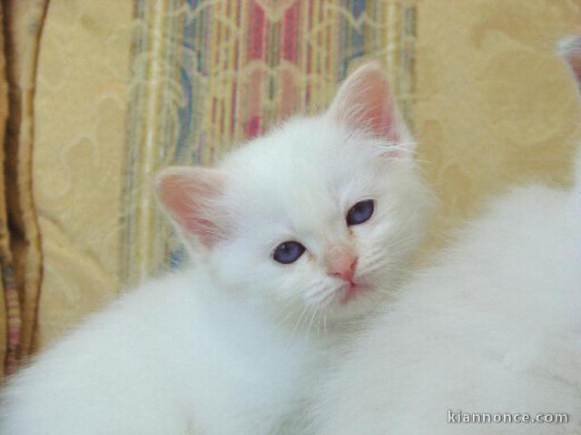 Chatons Sacré de Birmanie 