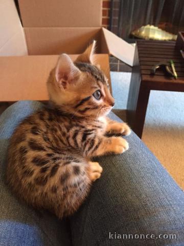 Chatons Bengal contre bon soins