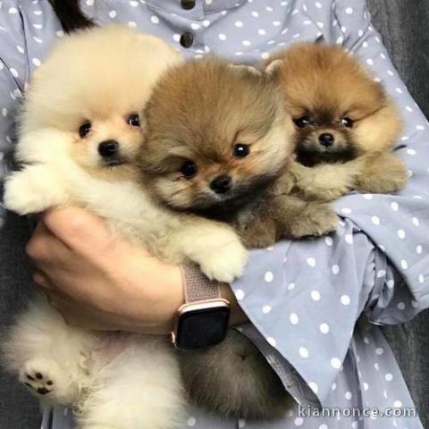 Magnifiques chiots spitz nain