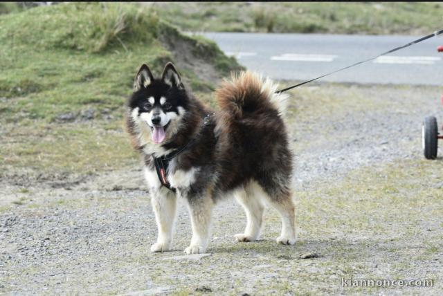 Disponible pomsky.              