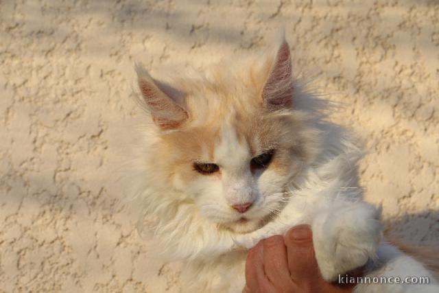 Chatons Maine Coon adorable