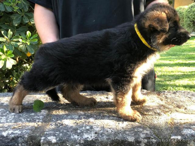 Chiots Berger allemand