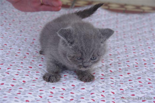 Chaton Scottish Fold adorable
