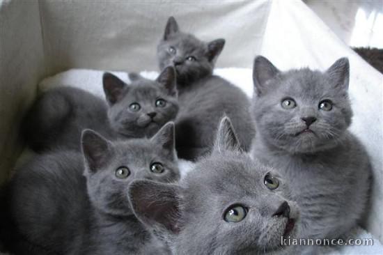Chaton Chartreux A Donner
