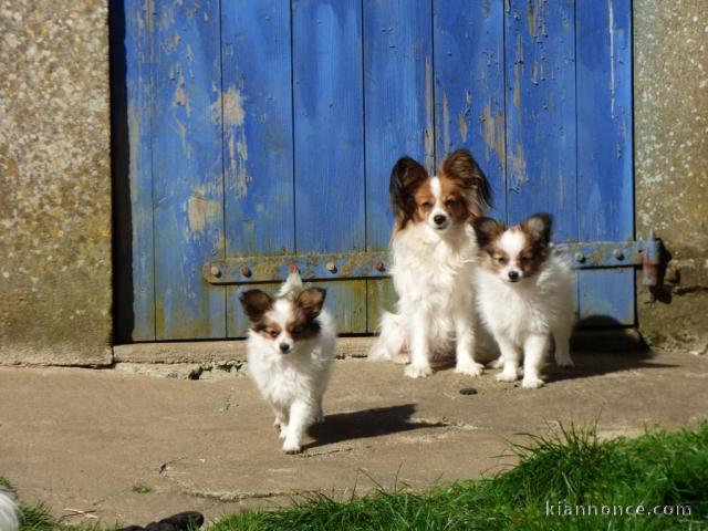 Chiot Epagneul nain Continental (Papillon)