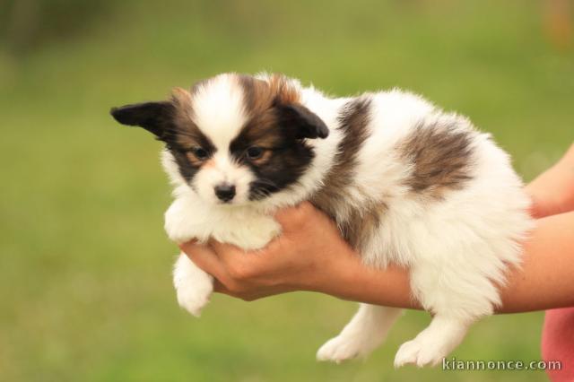 Chiots Epagneul nain Continental (Papillon)