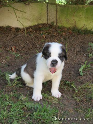 Chiots Chien du Saint-Bernard