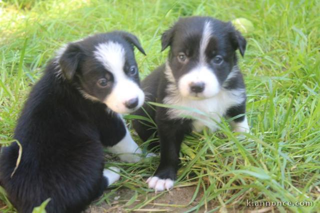 Chiots Border Collie Adorables