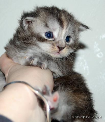 Chaton Maine Coon de 3 mois