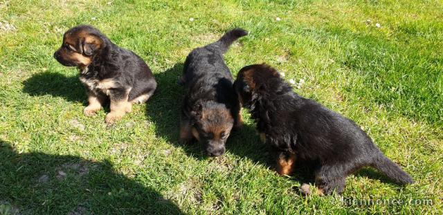 Chiots Berger allemand